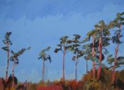 Pines on the Horizon ( Winter)